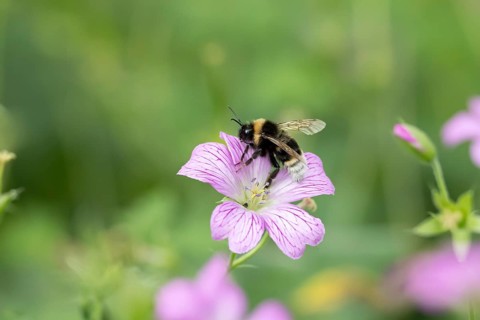 Buff tailed bumblebee (Bombus terrestris) adult bee insect feeding on a garden pink Geranium flower