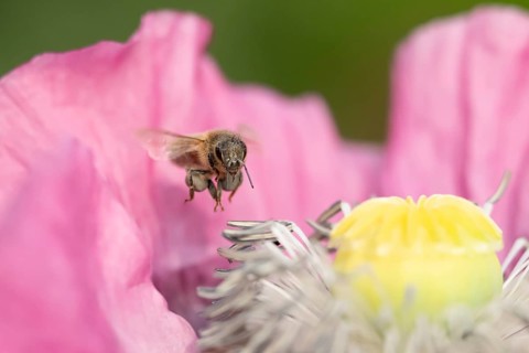 European honey bee (Apis mellifera) adult insect flying over a garden Opium poppy flower in summer,