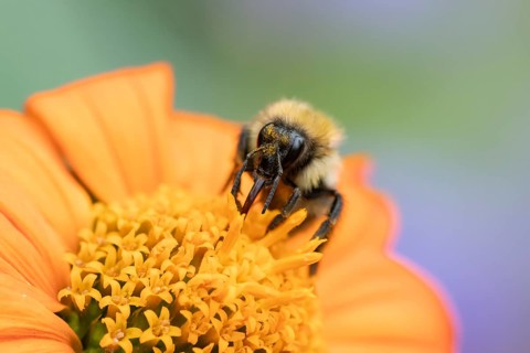 Common carder bumblebee (Bombus pascuorum) adult bee insect feeding on a garden Mexican sunflower