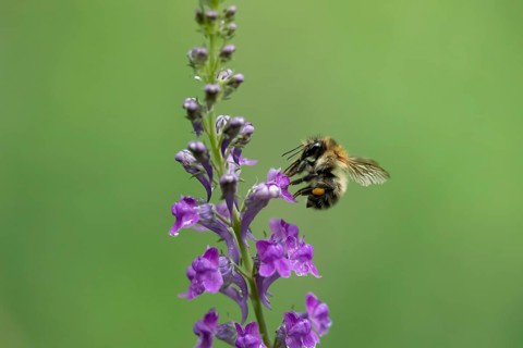 Common carder bumblebee (Bombus pascuorum) adult bee insect feeding on a garden Toadflax flower in