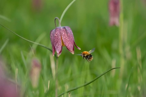 Common carder bumblebee (Bombus pascuorum) adult bee insect flying towards a Snake's head