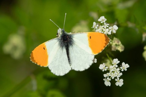 Orange tip butterfly (Anthocharis cardamines) adult insect feeding on a garden white Garlic mustard
