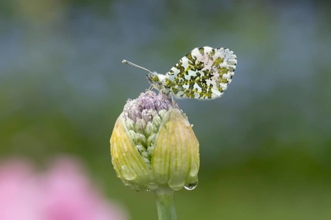 Orange tip butterfly (Anthocharis cardamines) adult insect resting on a garden Allium flower bud in