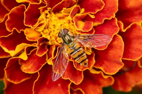 Common hoverfly (Eupeodes corollae) adult insect feeding on a garden French marigold flower in