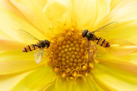 Common hoverfly (Eupeodes corollae) two adult insects feeding on a garden yellow Dahlia flower in