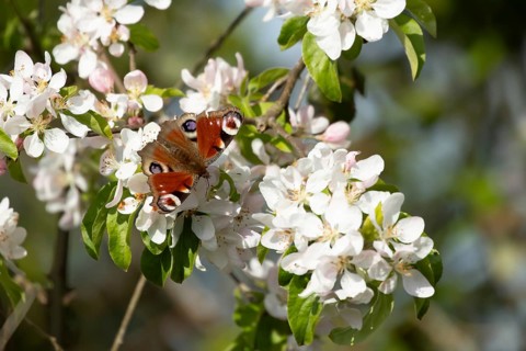 Peacock butterfly (Aglais io) adult insect feeding on fruit tree blossom flowers in spring,