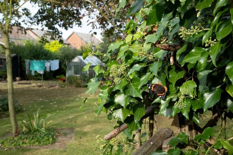 Red admiral butterfly (Vanessa atalanta) adult insect feeding on garden Ivy flowers in autumn,