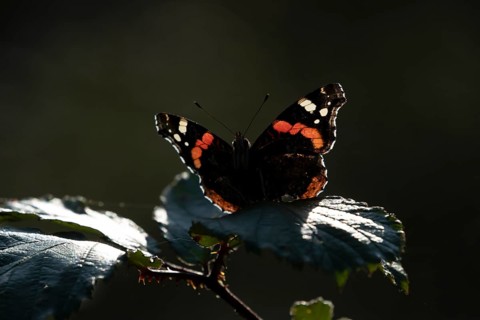 Red admiral butterfly (Vanessa atalanta) adult insect resting on a bramble leaf in summer, England,