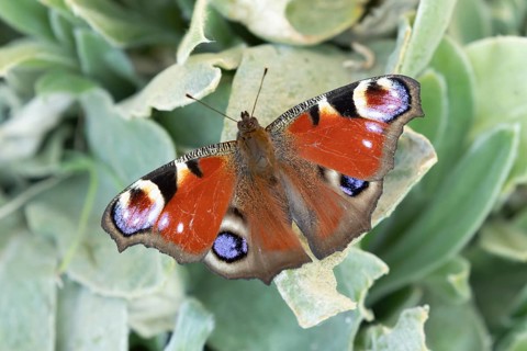 Peacock butterfly (Aglais io) adult insect resting on a garden plant leaf in summer, England,