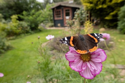 Red admiral butterfly (Vanessa atalanta) adult insect feeding on a garden Cosmos flower in summer,