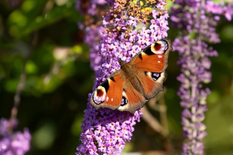 Peacock butterfly (Aglais io) adult insect feeding on garden purple Buddleia or Buddleja flowers in