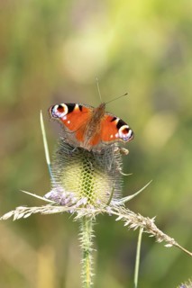 Peacock butterfly (Aglais io) adult insect feeding on a Teasel flower in summer, England, United