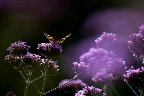 Painted lady butterfly (Vanessa cardui) adult insect feeding on garden Verbena bonariensis flowers