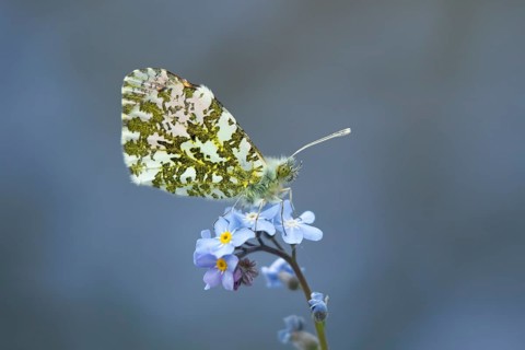 Orange tip butterfly (Anthocharis cardamines) adult insect on a garden blue Forget-me-not flower in