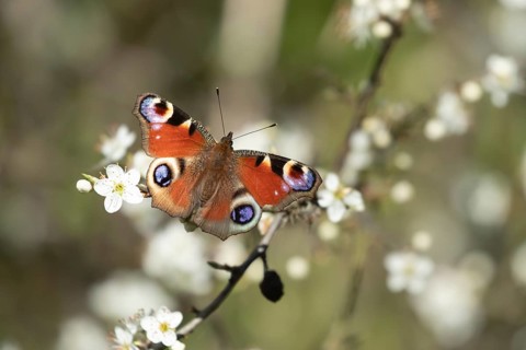 Peacock butterfly (Aglais io) adult insect feeding on Blackthorn blossom flowers in spring,