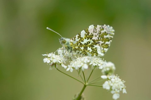 Orange tip butterfly (Anthocharis cardamines) adult insect on a garden white flower in spring,