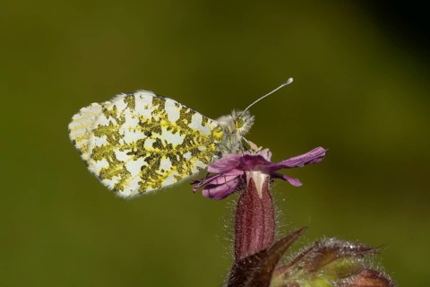 Orange tip butterfly (Anthocharis cardamines) adult insect on a garden Red campion flower in