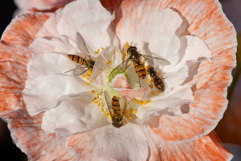 Common hoverfly (Eupeodes corollae) four adult insects feeding on a garden poppy flower in summer,