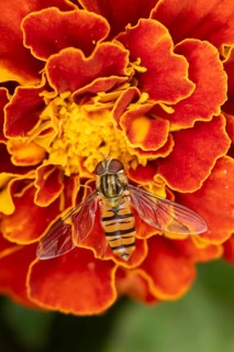 Common hoverfly (Eupeodes corollae) adult insect feeding on a garden French marigold flower in