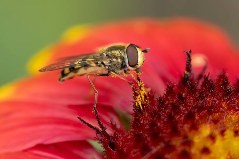 Common hoverfly (Eupeodes corollae) adult insect feeding on a garden Gaillardia flower in summer,