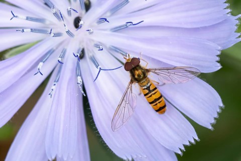 Common hoverfly (Eupeodes corollae) adult insect feeding on a garden Chicory flower in summer,