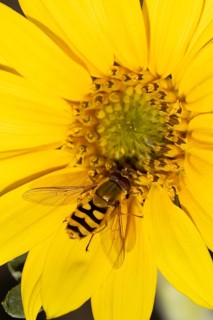 Common hoverfly (Eupeodes corollae) adult insect feeding on a garden yellow sunflower flower in