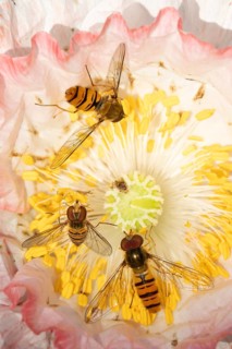 Common hoverfly (Eupeodes corollae) three adult insects feeding on a garden poppy flower in summer,