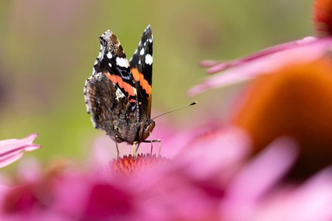 Red admiral butterfly (Vanessa atalanta) adult insect feeding on a garden purple Coneflower