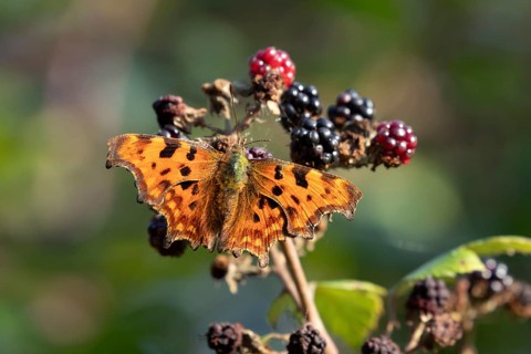 Comma butterfly (Polygonia c-album) adult insect on blackberries fruit in autumn, England, United