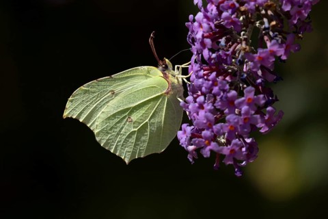 Brimstone butterfly (Gonepteryx rhamni) adult insect feeding on garden purple Buddleia or Buddleja