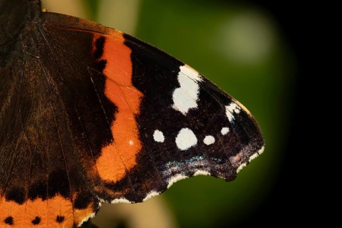 Red admiral butterfly (Vanessa atalanta) adult insect close up of a single wing in summer, England,
