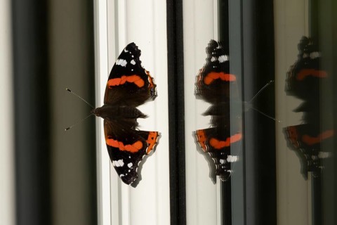 Red admiral butterfly (Vanessa atalanta) adult insect resting on a house conservatory window frame