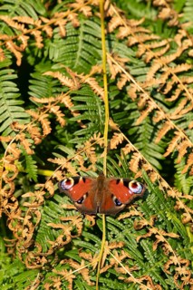 Peacock butterfly (Aglais io) adult insect resting on Bracken fronds in summer, England, United