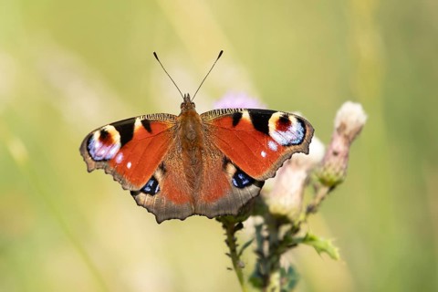 Peacock butterfly (Aglais io) adult insect feeding on a Thistle flower in summer, England, United