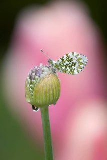 Orange tip butterfly (Anthocharis cardamines) adult insect resting on a garden Allium flower bud in