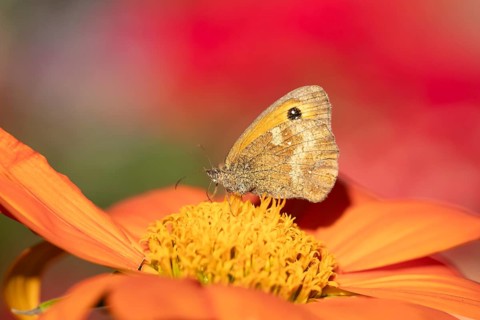 Meadow brown butterfly (Maniola jurtina) adult insect feeding on garden Mexican sunflower (Tithonia