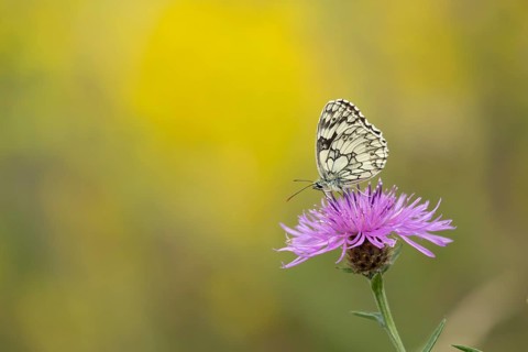 Marbled white butterfly (Melanargia galathea) adult insect feeding on a Knapweed flower in summer,