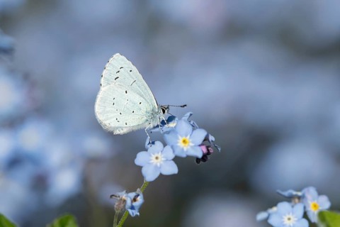 Holly blue butterfly (Celastrina argiolus) adult insect feeding on a garden Forget-me-not flower in