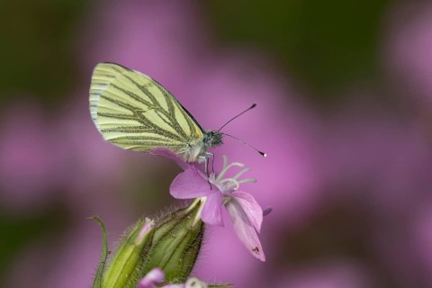 Green-veined white butterfly (Pieris napi) adult insect resting on a Red campion flower in spring,