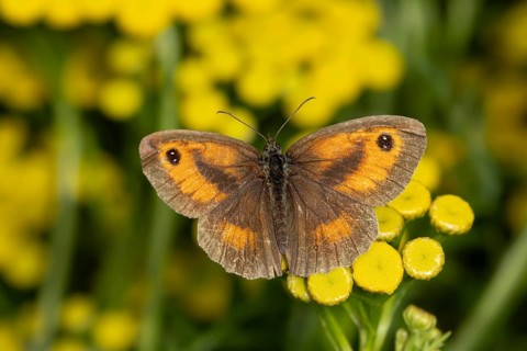 Gatekeeper butterfly (Pyronia tithonus) adult insect feeding on a Tansy flower in summer, England,