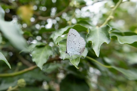 Holly blue butterfly (Celastrina argiolus) adult insect resting on a Holly tree leaf in summer,