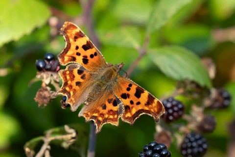 Comma butterfly (Polygonia c-album) adult insect on a blackberry fruit in autumn, England, United