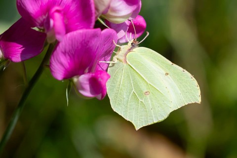 Brimstone butterfly (Gonepteryx rhamni) adult insect feeding on a garden Sweet pea flower in