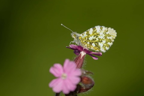 Orange tip butterfly (Anthocharis cardamines) adult insect on a garden Red campion flower in