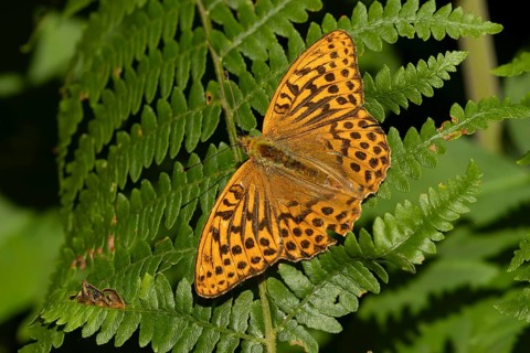 Silver-washed fritillary butterfly (Argynnis paphia) adult insect resting on a bracken frond leaf