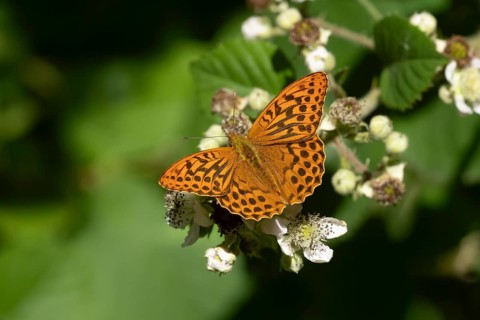 Silver-washed fritillary butterfly (Argynnis paphia) adult insect feeding on bramble flowers in