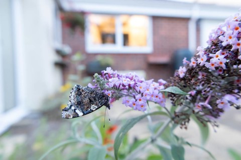 Red admiral butterfly (Vanessa atalanta) adult insect feeding on garden purple Buddleia or Buddleja