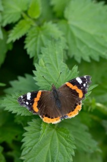 Red admiral butterfly (Vanessa atalanta) adult insect resting on Stinging nettle leaves in summer,