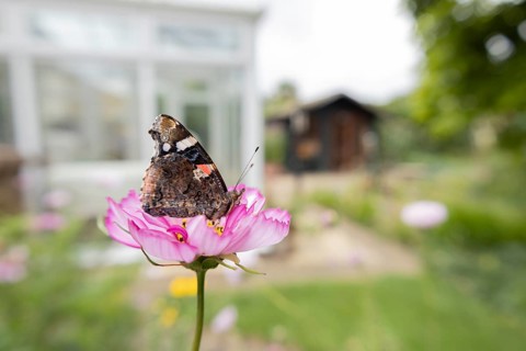 Red admiral butterfly (Vanessa atalanta) adult insect feeding on a garden Cosmos flower with an