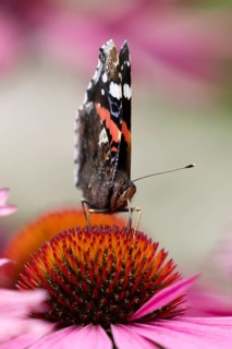 Red admiral butterfly (Vanessa atalanta) adult insect feeding on a garden purple Coneflower